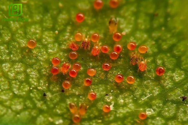 Công dụng của thuốc trừ nhện ATAMITE 73EC