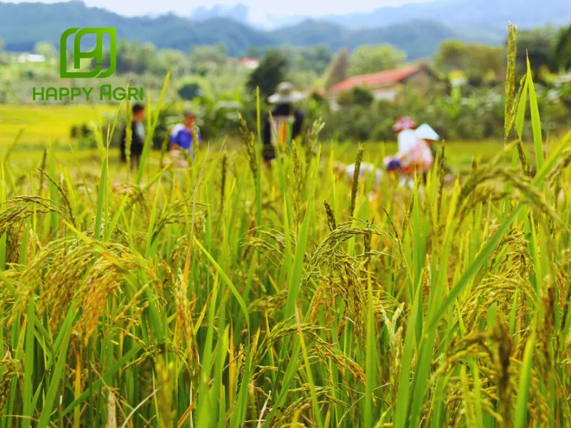 Thuốc Trừ Bệnh DOROVAL 50WP