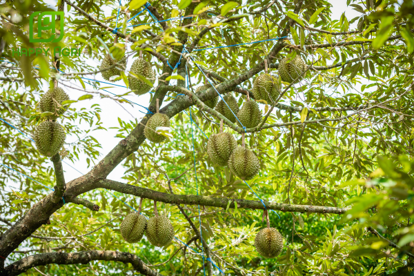 Công dụng Phân bón lá vô cơ nhiều thành phần HSC SF-900 hiệu ROOTBOOST 900