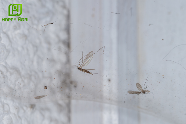 Công dụng của chế độ SATA-CHLORFENTHRIN 380SC