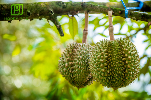 Công dụng Phân bón lá NK-VI LƯỢNG-CÓ CHẤT ĐIỀU HÒA SINH TRƯỞNG HSC NHIỀU HOA HIỆU MAXFLOWER-6-22-8