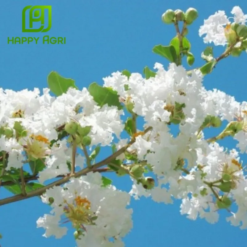 dùng phân bón npk 5-55-15 foska 75 trong trường hợp nào