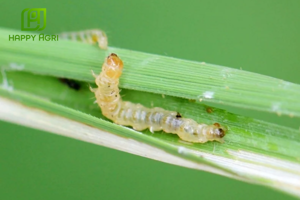 Công dụng Thuốc trừ sâu VITHADAN 95WP hiệu Sadangold 95WP