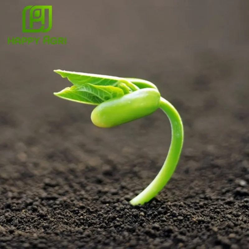 trường hợp dùng phân bón abc rooting made in korea