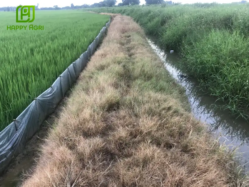 GLUFOCIDE 200SL HIỆU ROUNDUP 480