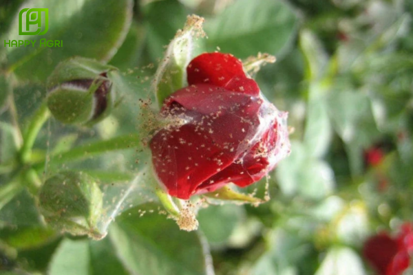 Công dụng của Thuốc trừ sâu BP. NEWONE 500SC Hiệu ROCKET S500