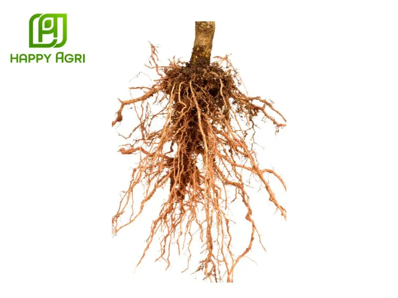 Kích thích rễ phát triển