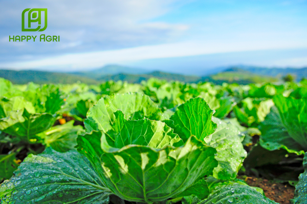 Công dụng Phân bón lá NPK VI LƯỢNG MACROFAM NPK 21-21-21 + TE HIỆU 21-21-21 + 2FE, MN + TE