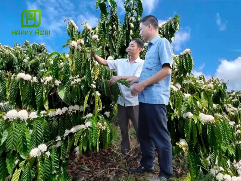 ABC FOSKA LÂN KOREA