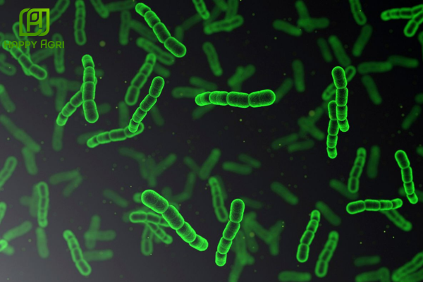 Bảo vệ hệ vi sinh và "đội quân" thiên địch có ích