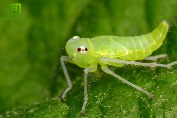 Danh mục sản phẩm "Mát cây - Sạch sâu" điển hình tại Happy Agri