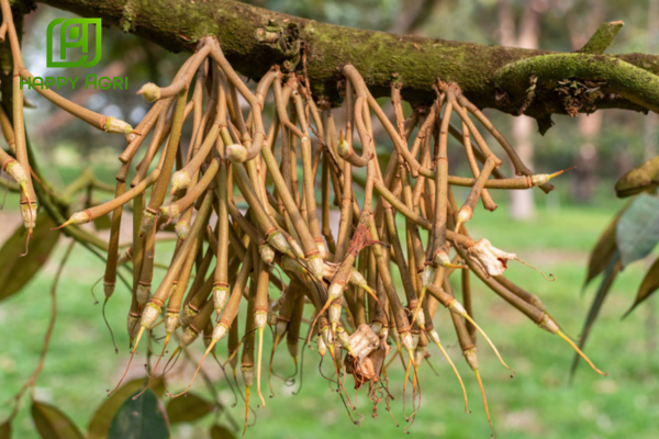 Công dụng Phân bón vi lượng SUCAB CALCIBOR