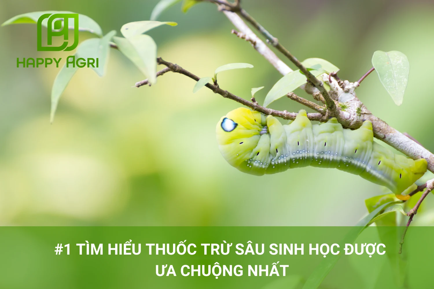 #1 Tìm Hiểu Thuốc Trừ Sâu Sinh Học Được Ưa Chuộng Nhất
