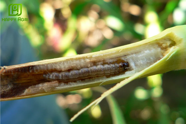 Công dụng của thuốc trừ sâu LEDAN 95SP Hiệu JADAN GOLD