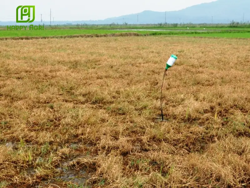 GLUFOCIDE 200SL HIỆU ROUNDUP 480