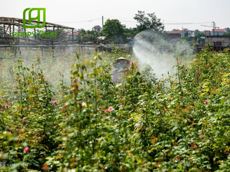 Hướng dẫn dùng Phân Bón Lá AMINO-MINE NPK (13-5-7) Hiệu AMINO GROW 13-5-7+AHM