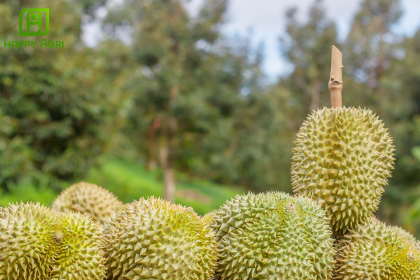 Công dụng phân tích NITO GANA Hiệu SAHA KÍCH TRÁI – TĂNG TẾ BÀO – TẠO MÀU