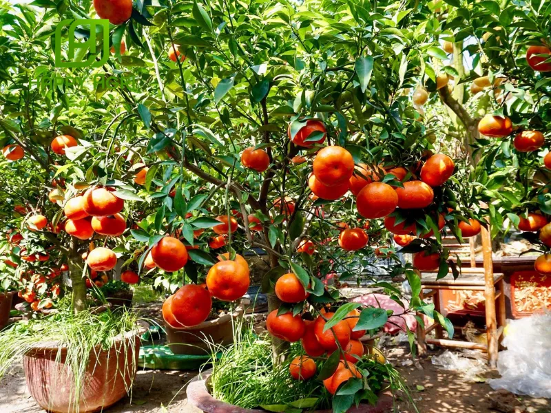 Phân Bón Lá AMINO-MINE NPK (13-5-7) Hiệu AMINO GROW 13-5-7+AHM