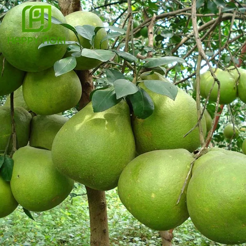 phân bón Bio King Plus