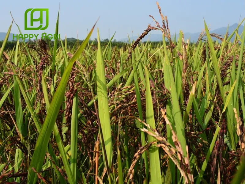 Trị bệnh lem lép hạt nhanh chóng