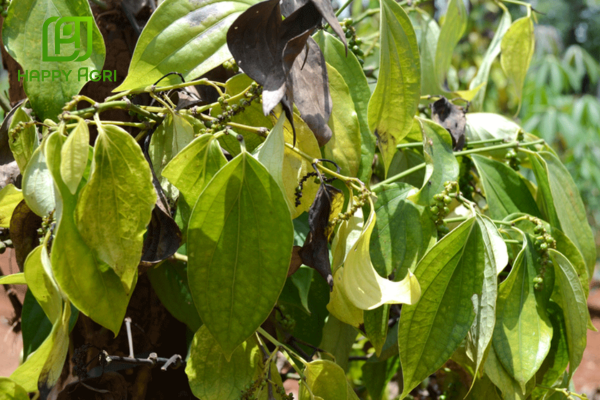 Công dụng Thuốc trừ bệnh ACAETE 80WP hiệu TOMADI 800