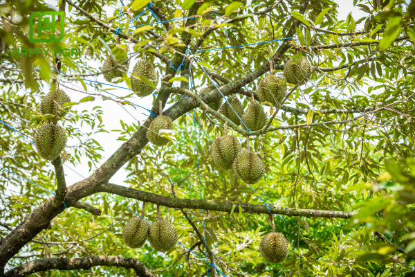 Công dụng PHÂN BÓN LÁ ĐA LƯỢNG-TRUNG LƯỢNG-SINH HỌC HSC 703 HIỆU GROW 10-10-15+CA-MG