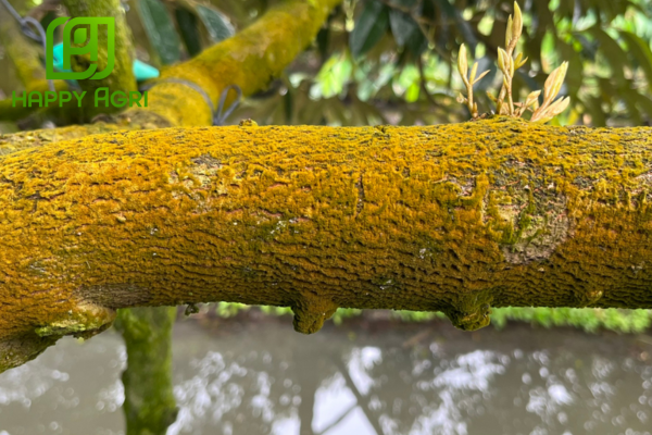 Công dụng sản phẩm Chuyên Rửa Vườn Hiệu WET SẠCH