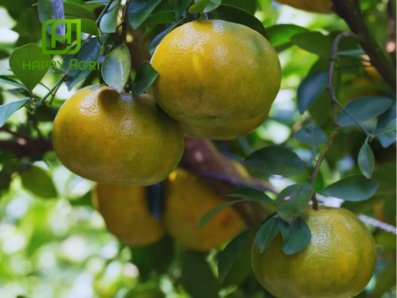 Phân Bón Lá NBC GLI-P30 Hiệu KLANFERT 10-30-25+MG, ZN+TE