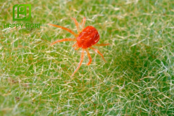 Công dụng thuốc trừ sâu AGRI-ONE 1SL Hiệu NO NHEN 100