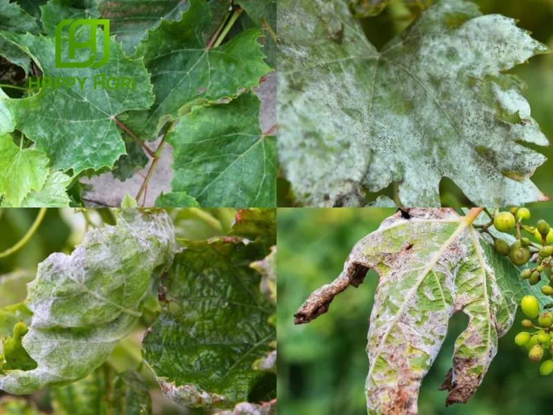 Thuốc Trừ Bệnh SUNMANBUL 80WP Hiệu MANCO INDIA BLUE 800