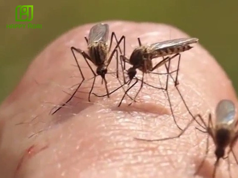 Chế phẩm diệt muỗi  dùng trong gia dụng và y tế SAFADAN 65