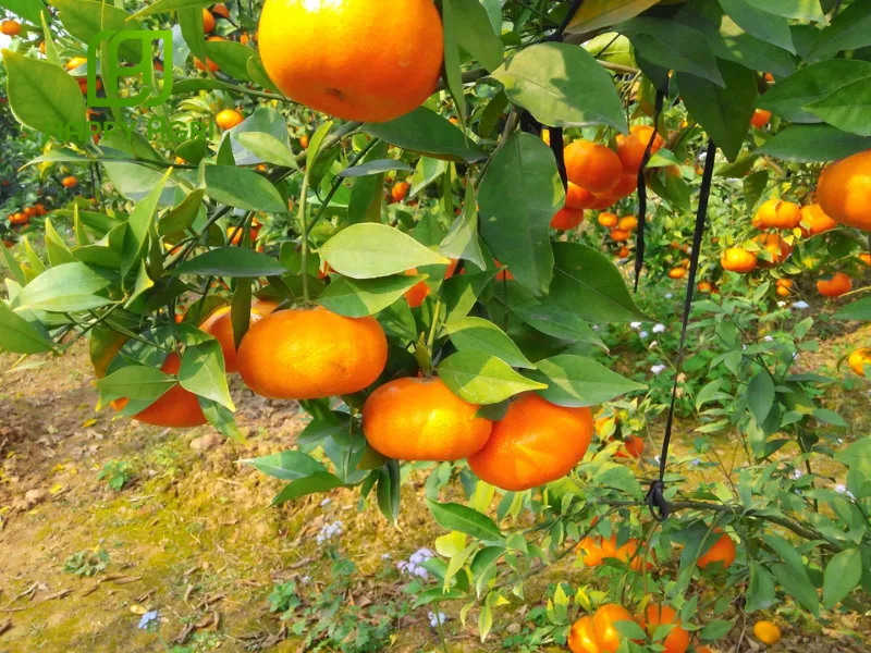 Bóng trái nhờ dùng phân bón NBC GLI-K47 hiệu K-FOLIZOR 7-6-47+3S+TE 