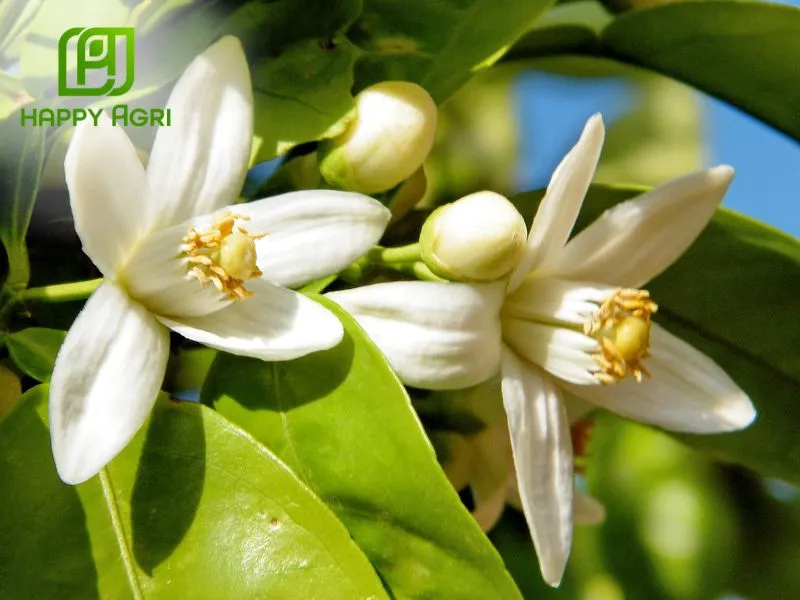 Giúp hoa nở đều