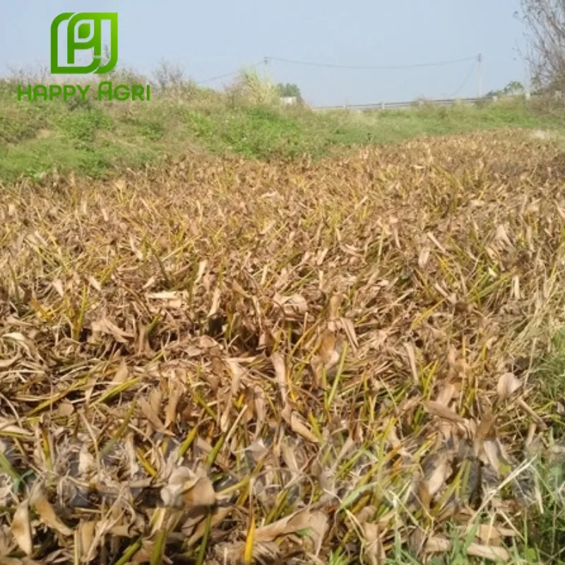 thuốc trừ cỏ Anly Gold 200WG thay thế 2,4D