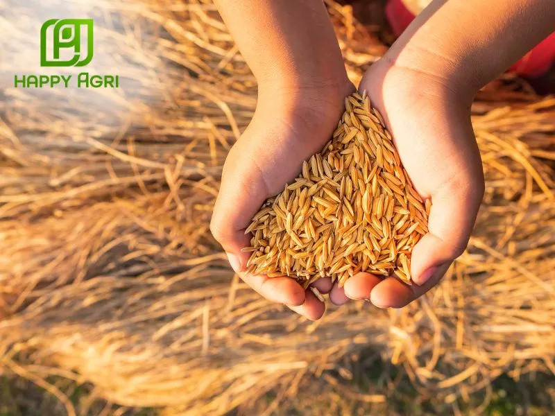 Hạt lúa to, màu sáng