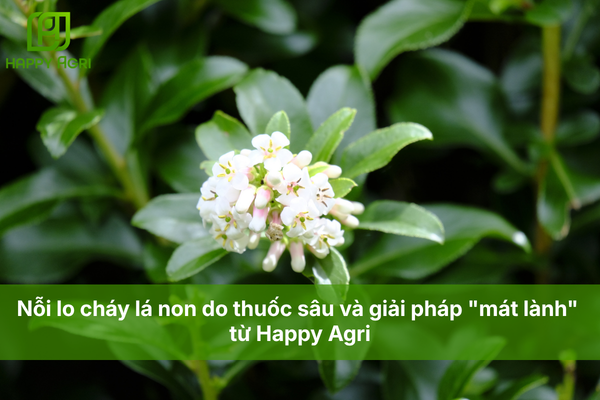 Nỗi lo cháy lá non do thuốc sâu và giải pháp "mát lành" từ Happy Agri