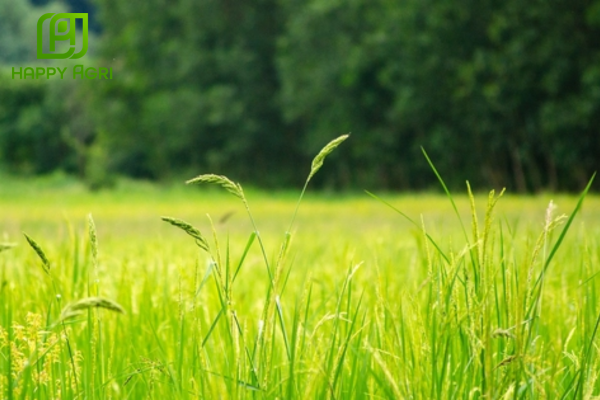  Công dụng vượt trội của thuốc trừ cỏ ASUPERGRAS 200SL