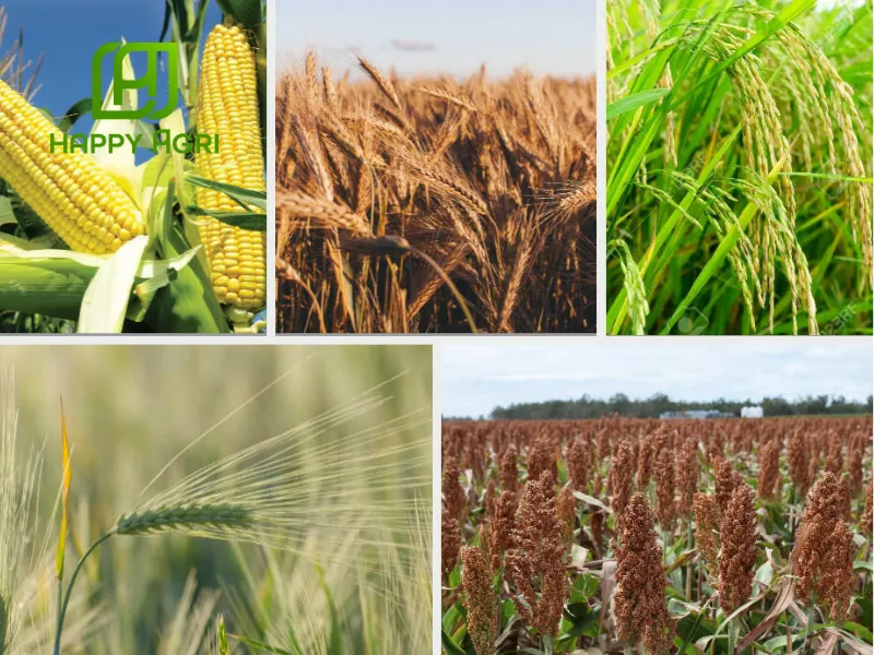 THUỐC TRỪ BỆNH DOROVAL 50WP