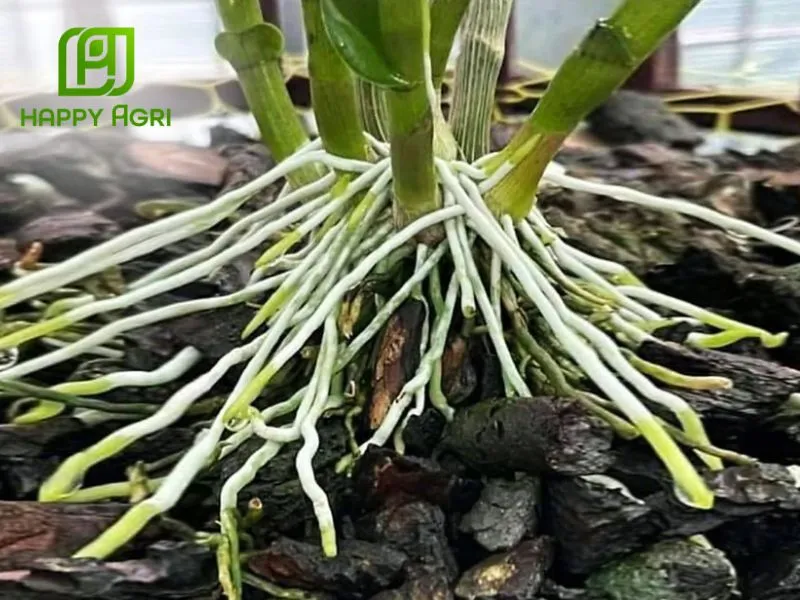 Dưỡng rễ khỏe