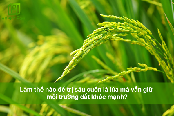 Làm thế nào để trị sâu cuốn lá lúa mà vẫn giữ môi trường đất khỏe mạnh?