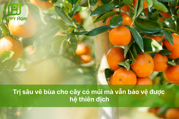 Trị sâu vẽ bùa cho cây có múi mà vẫn bảo vệ được hệ thiên địch