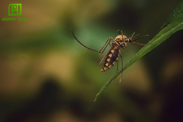 Công dụng của chế độ SATA-CHLORFENTHRIN 380SC