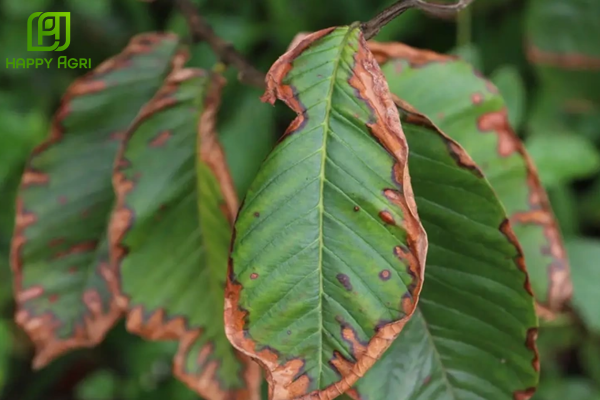 Tại sao lá non thường bị cháy khi phun thuốc sâu?