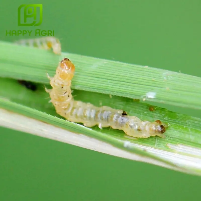 sâu đục thân cây