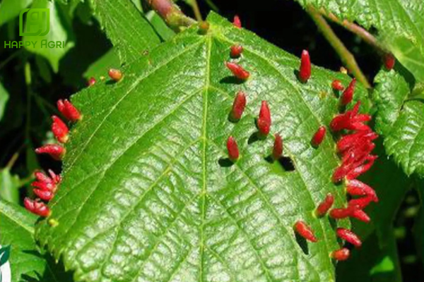 Công dụng của thuốc trừ sâu BẠCH TƯỢNG 64EC hiệu EMANI 640