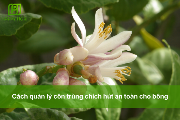Cách quản lý côn trùng chích hút an toàn cho bông