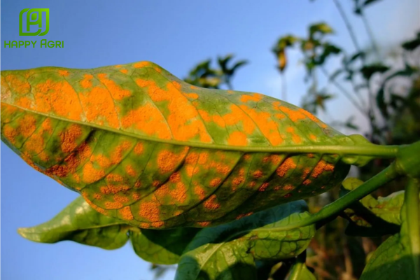  Công dụng của thuốc trừ bệnh CAROLIN 25SC Hiệu AZOTEP 250