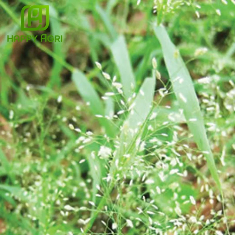 thuốc trừ cỏ Anly Gold 200WG 2