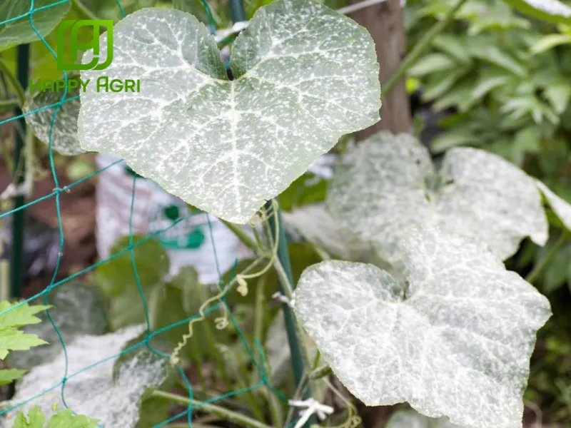 Thuốc trừ bệnh Sunmanbul 80WP hiệu Manco India Blue 800 