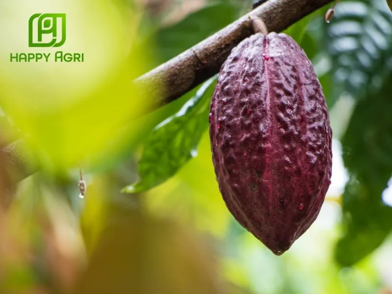 Có thể dùng cho các loại cây công nghiệp